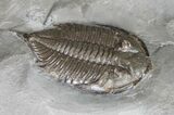 Dalmanites - Classic NY Trilobite #11455-2